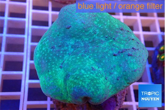 Sarcophyton long polyps 7-11 cm WYSIWYG acclimaté