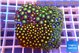 Zoanthus garden premium 7-11 cm WYSIWYG acclimaté