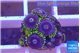 Zoanthus magic green blue 5-6 polyps WYSIWYG acclimaté