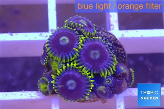 Zoanthus magic green blue 5-6 polyps WYSIWYG acclimaté
