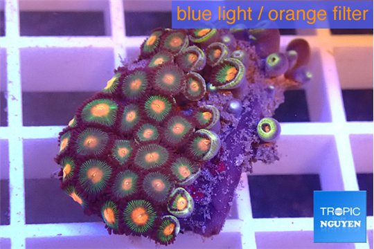 Zoanthus orange 2-3 cm WYSIWYG acclimaté