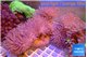Sarcophyton multy body long white polyps 8-14 cm WYSIWYG acclimaté