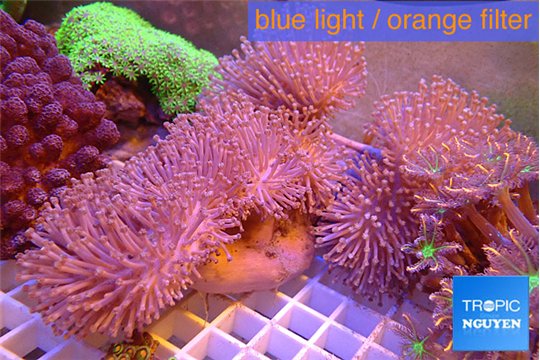 Sarcophyton multy body long white polyps 8-14 cm WYSIWYG acclimaté