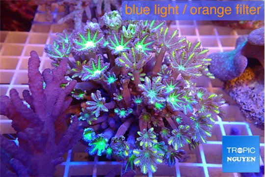 Clavularia papaya fire work 7-12 cm WYSIWYG acclimaté