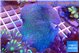 Sarcophyton long polyps 7-11 cm WYSIWYG acclimaté