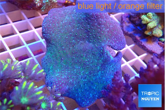 Sarcophyton long polyps 7-11 cm WYSIWYG acclimaté