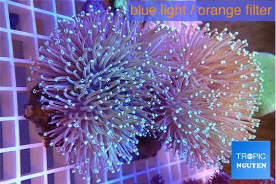 Sarcophyton multy body long white polyps 8-14 cm WYSIWYG acclimaté