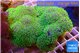 Pachyclavularia full neon green 9-14 cm WYSIWYG acclimaté