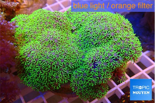 Pachyclavularia full neon green 9-14 cm WYSIWYG acclimaté