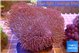 Sarcophyton long polyps 7-11 cm WYSIWYG acclimaté