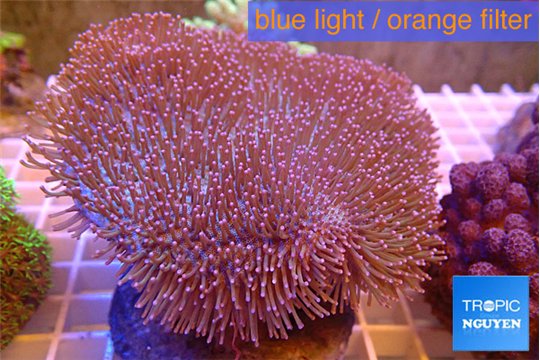 Sarcophyton long polyps 7-11 cm WYSIWYG acclimaté
