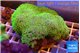 Pachyclavularia full neon green 8-12 cm WYSIWYG acclimaté