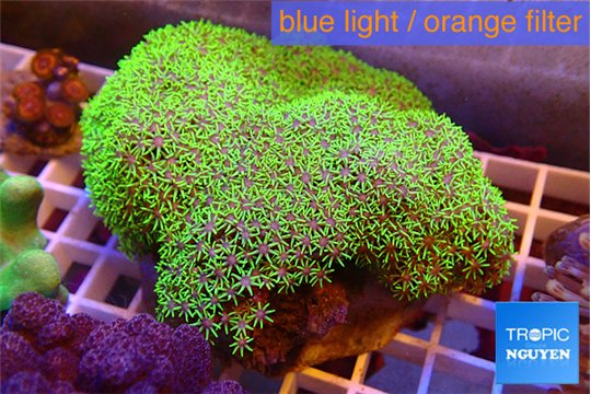 Pachyclavularia full neon green 8-12 cm WYSIWYG acclimaté
