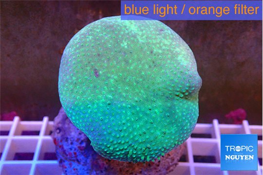 Sarcophyton long polyps 7-11 cm WYSIWYG acclimaté