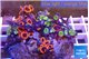 Zoanthus garden premium 7-11 cm WYSIWYG acclimaté