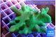 Lobophytum greeny body 7-12 cm WYSIWYG acclimaté
