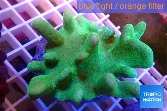 Lobophytum greeny body 7-12 cm WYSIWYG acclimaté