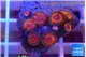 Zoanthus red bam bam 1-3 cm WYSIWYG acclimaté