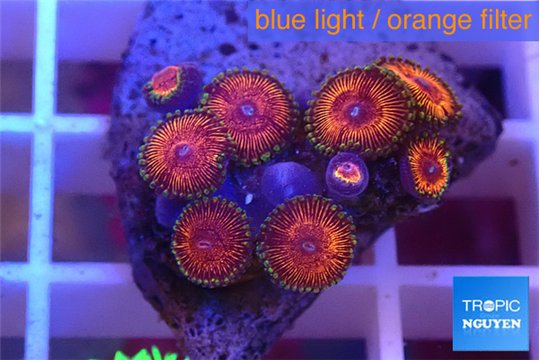 Zoanthus red bam bam 1-3 cm WYSIWYG acclimaté