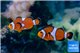 Amphiprion ocellaris 5-7 cm pair WYSIWYG acclimaté