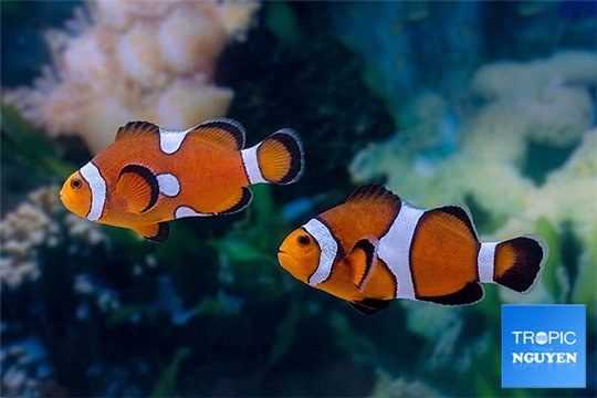 Amphiprion ocellaris 5-7 cm pair WYSIWYG acclimaté