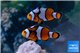 Amphiprion ocellaris fancy 4-6 cm pair WYSIWYG acclimaté