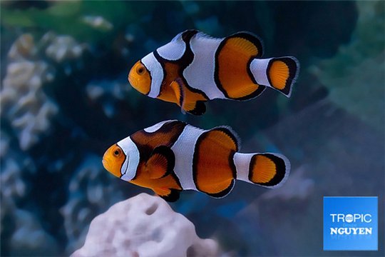 Amphiprion ocellaris fancy 4-6 cm pair WYSIWYG acclimaté
