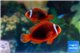 Amphiprion melanopus 4-6 cm pair WYSIWYG acclimaté