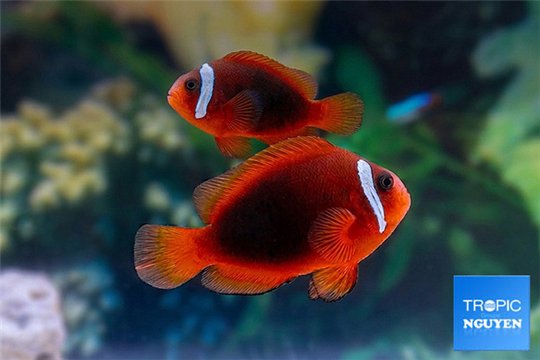 Amphiprion melanopus 4-6 cm pair WYSIWYG acclimaté
