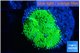 Ricordea floridae green 1 polyp WYSIWYG acclimaté