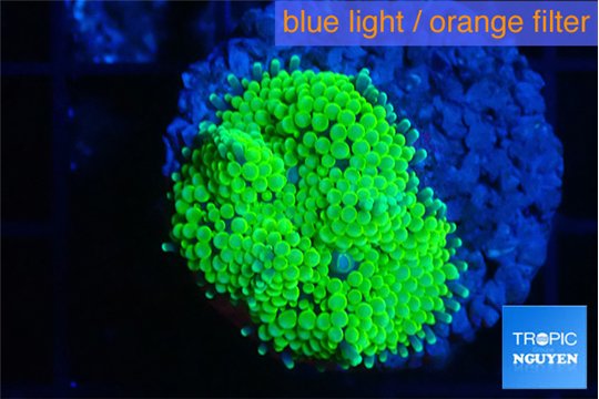 Ricordea floridae green 1 polyp WYSIWYG acclimaté