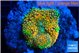 Ricordea floridae orange rainbow 1 polyp WYSIWYG acclimaté