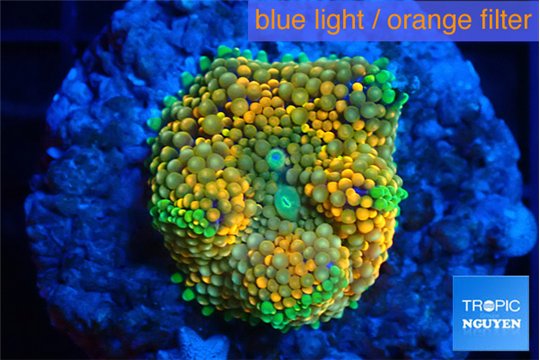 Ricordea floridae orange rainbow 1 polyp WYSIWYG acclimaté