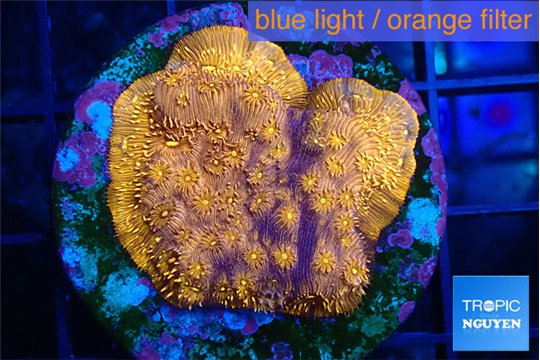 Pavona orange 3-4 cm WYSIWYG acclimaté