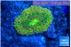 Ricordea floridae orange rainbow 1 polyp WYSIWYG acclimaté