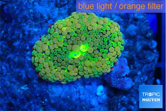 Ricordea floridae orange rainbow 1 polyp WYSIWYG acclimaté