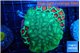 Favia graphted green & green moster 6-8 cm WYSIWYG acclimaté