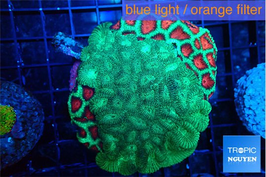 Favia graphted green & green moster 6-8 cm WYSIWYG acclimaté