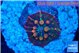 Discosoma rainbow bounce 1-2 cm WYSIWYG acclimaté