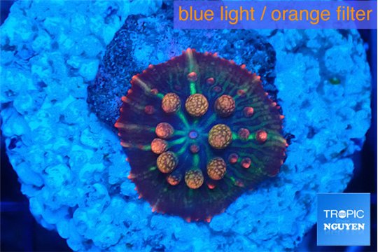 Discosoma rainbow bounce 1-2 cm WYSIWYG acclimaté