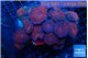 Discosoma red galaxy 8-12 cm WYSIWYG acclimaté
