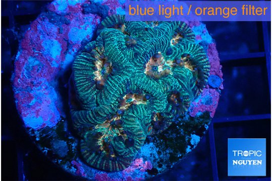 Plagtygyra rainbow 2-3 cm WYSIWYG acclimaté