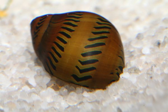 Escargot Neritina tigré - M