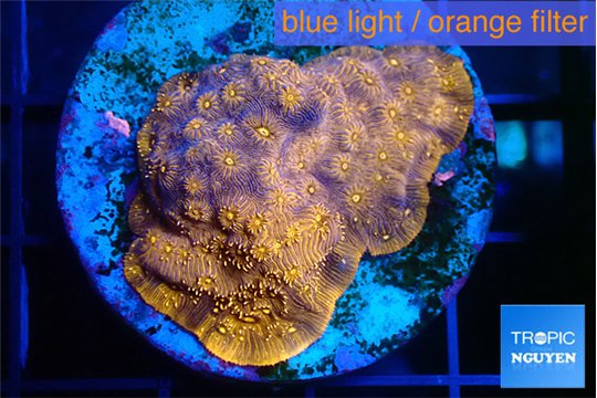 Pavona orange 3-4 cm WYSIWYG acclimaté