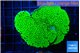 Montipora green 5-6 cm WYSIWYG acclimaté