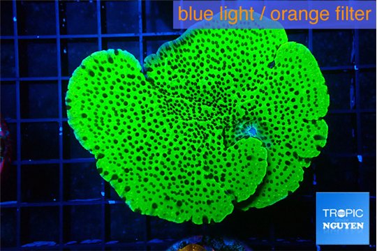 Montipora green 5-6 cm WYSIWYG acclimaté