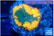 Ricordea floridae orange fusion 1 polyp WYSIWYG acclimaté