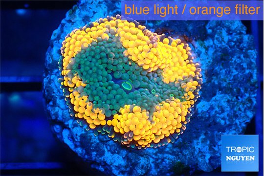 Ricordea floridae orange fusion 1 polyp WYSIWYG acclimaté
