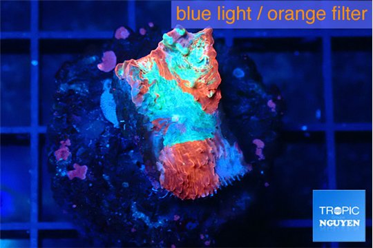 Echinophyllia candy swirl 1-2 cm WYSIWYG acclimaté