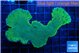 Montipora purple blue polyps 5-7 cm WYSIWYG acclimaté